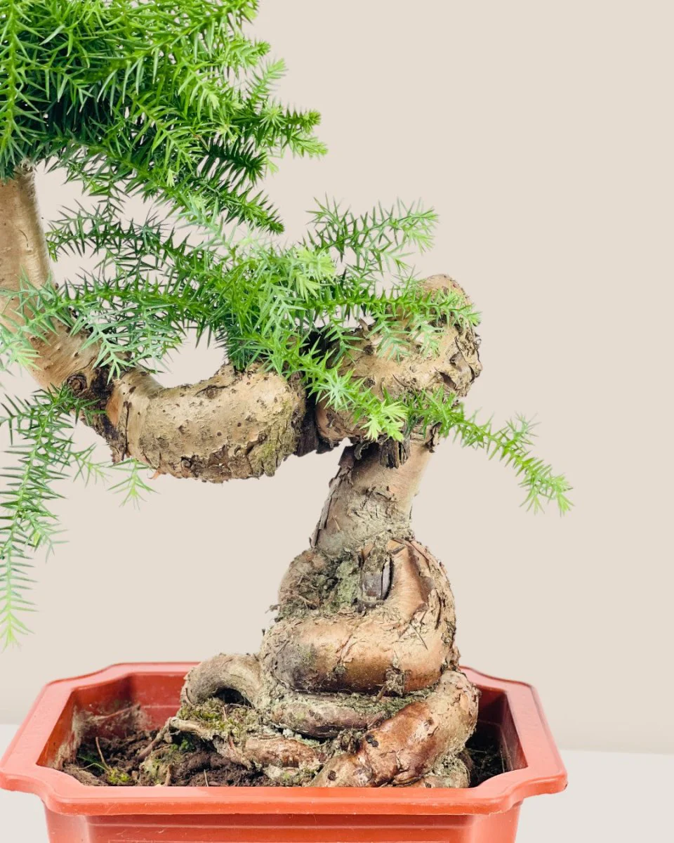 Norfolk Pine Bonsai - Image 4