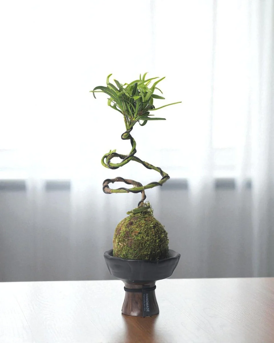 Obsidian Planters - Image 3