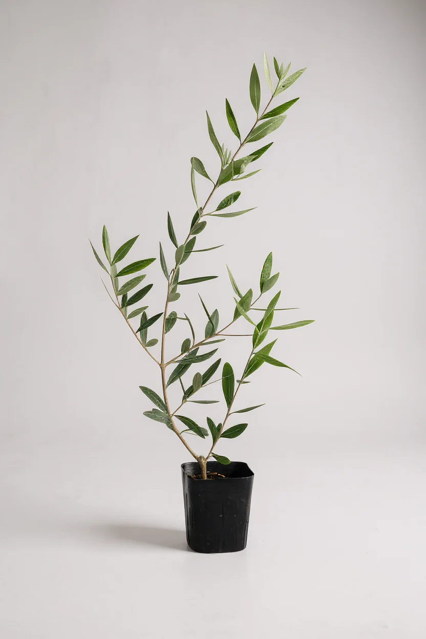 Olive Plant Kodomo - Japan - Image 10