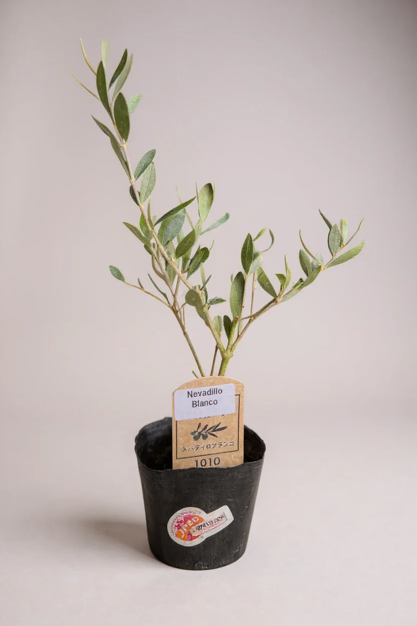 Olive Plant Kodomo - Japan - Image 11