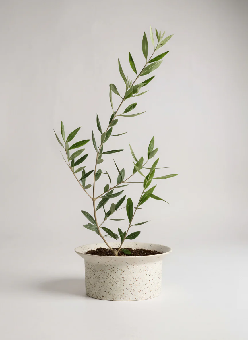 Olive Plant Kodomo - Japan - Image 7