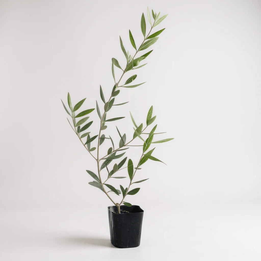 Olive Plant Kodomo - Japan - Image 8