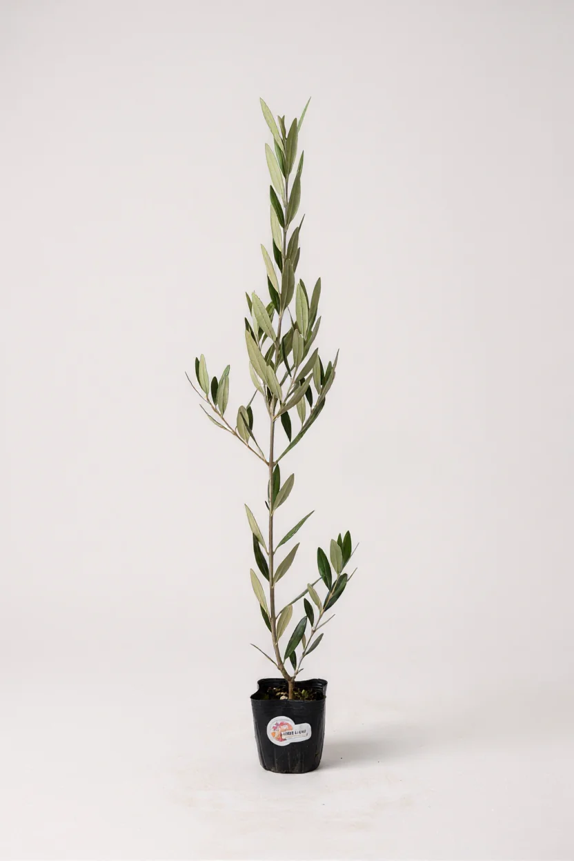 Olive Plant Kodomo - Japan - Image 9