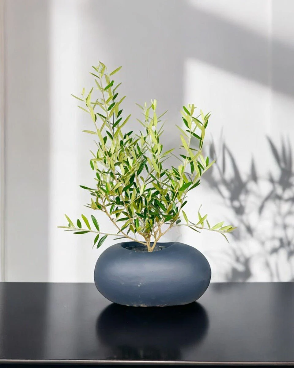 Olive Tree (Hinakaze) - Image 2