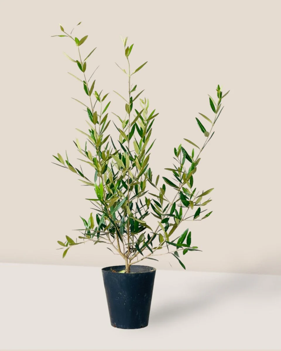 Olive Tree (Hinakaze) - Image 3