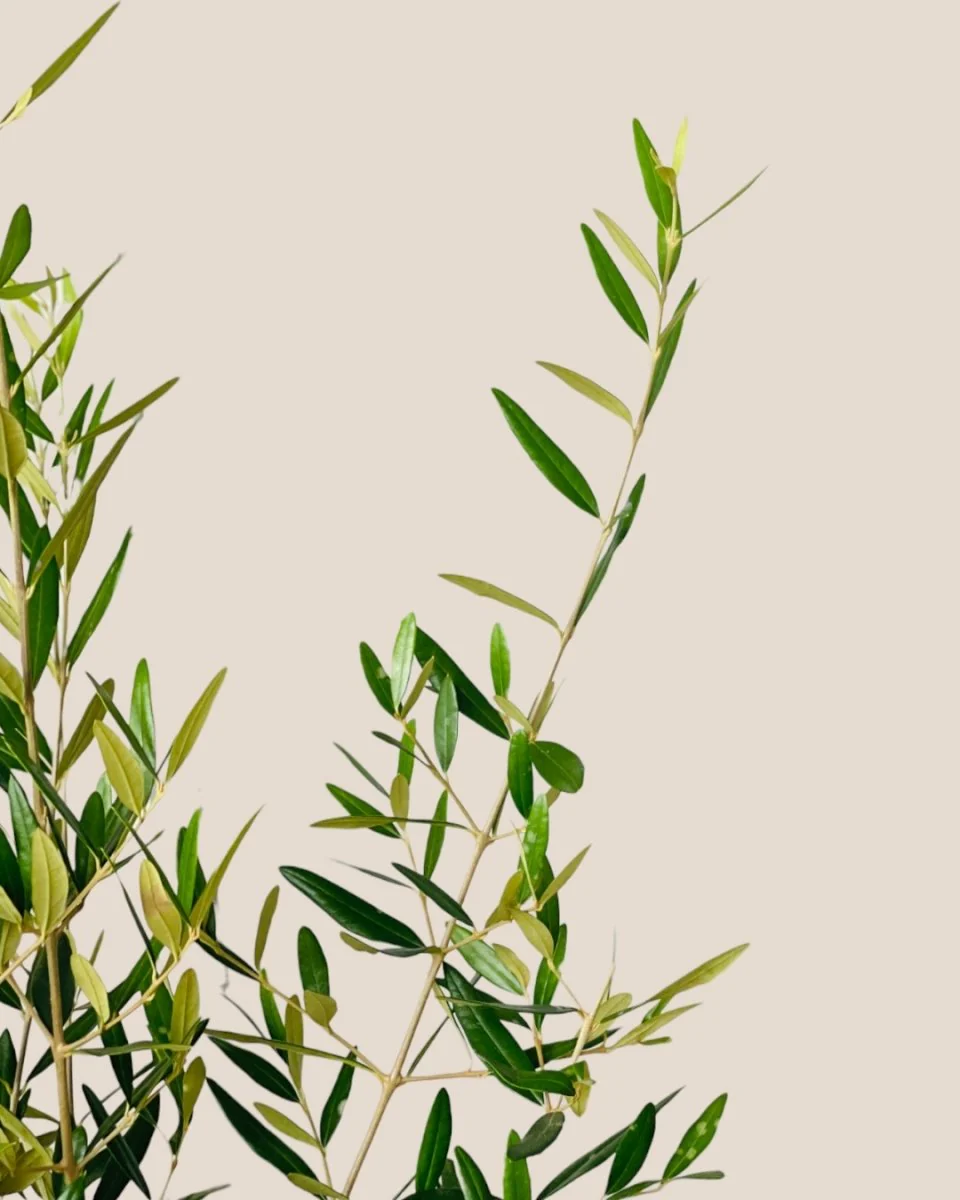 Olive Tree (Hinakaze) - Image 4