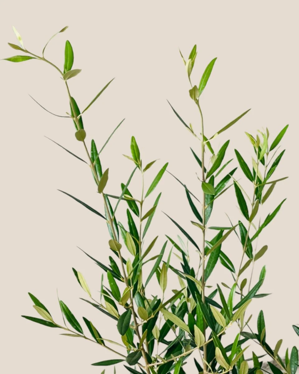 Olive Tree (Hinakaze) - Image 5