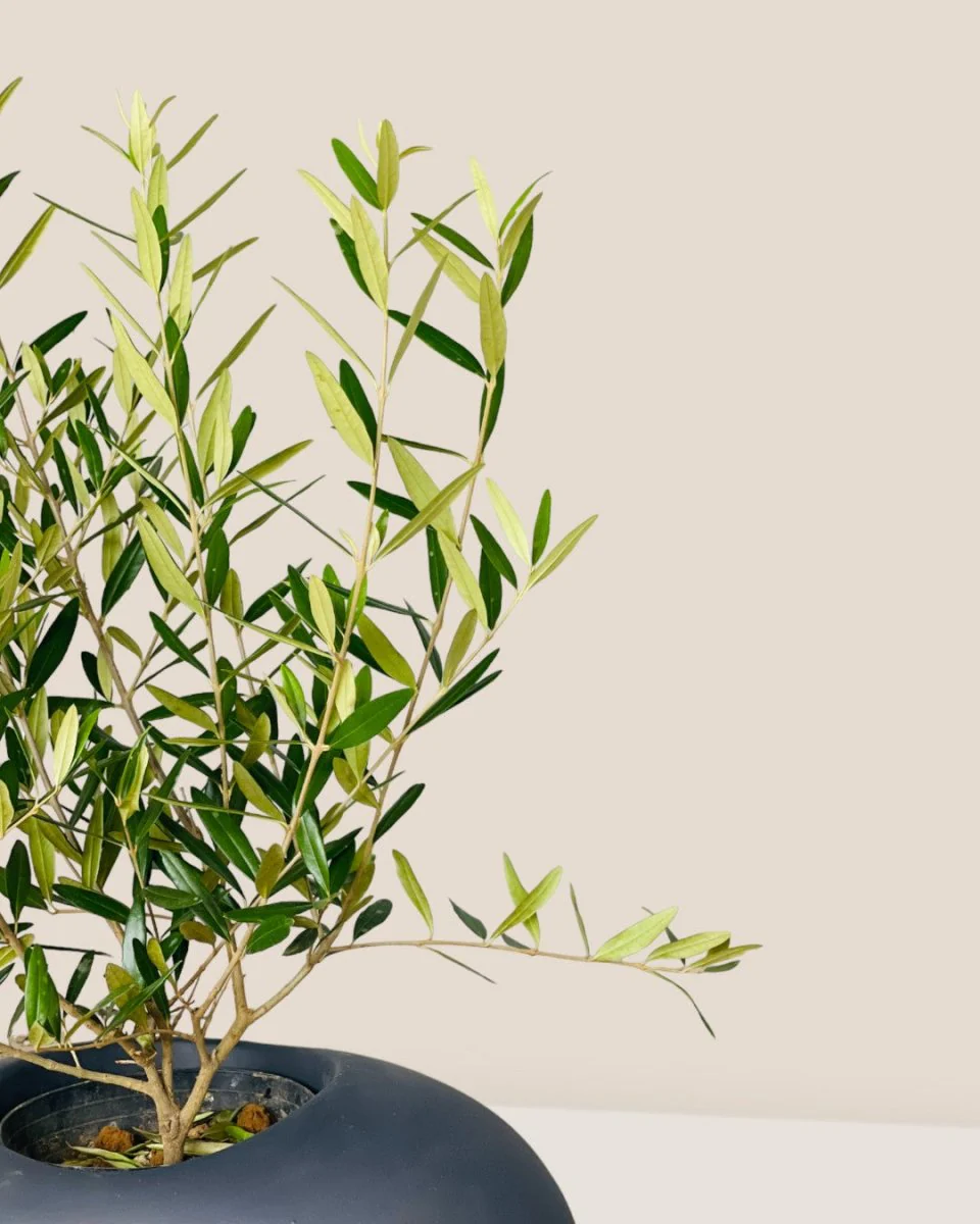 Olive Tree (Hinakaze) - Image 6