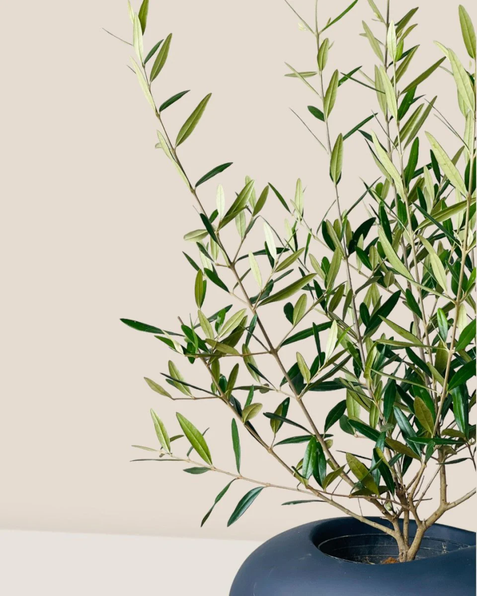 Olive Tree (Hinakaze) - Image 7