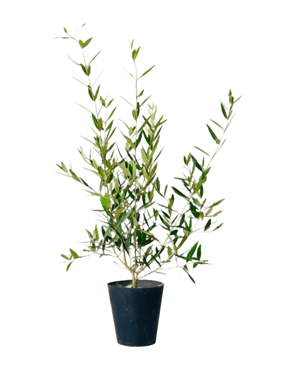 Olive Tree (Hinakaze) - Image 8
