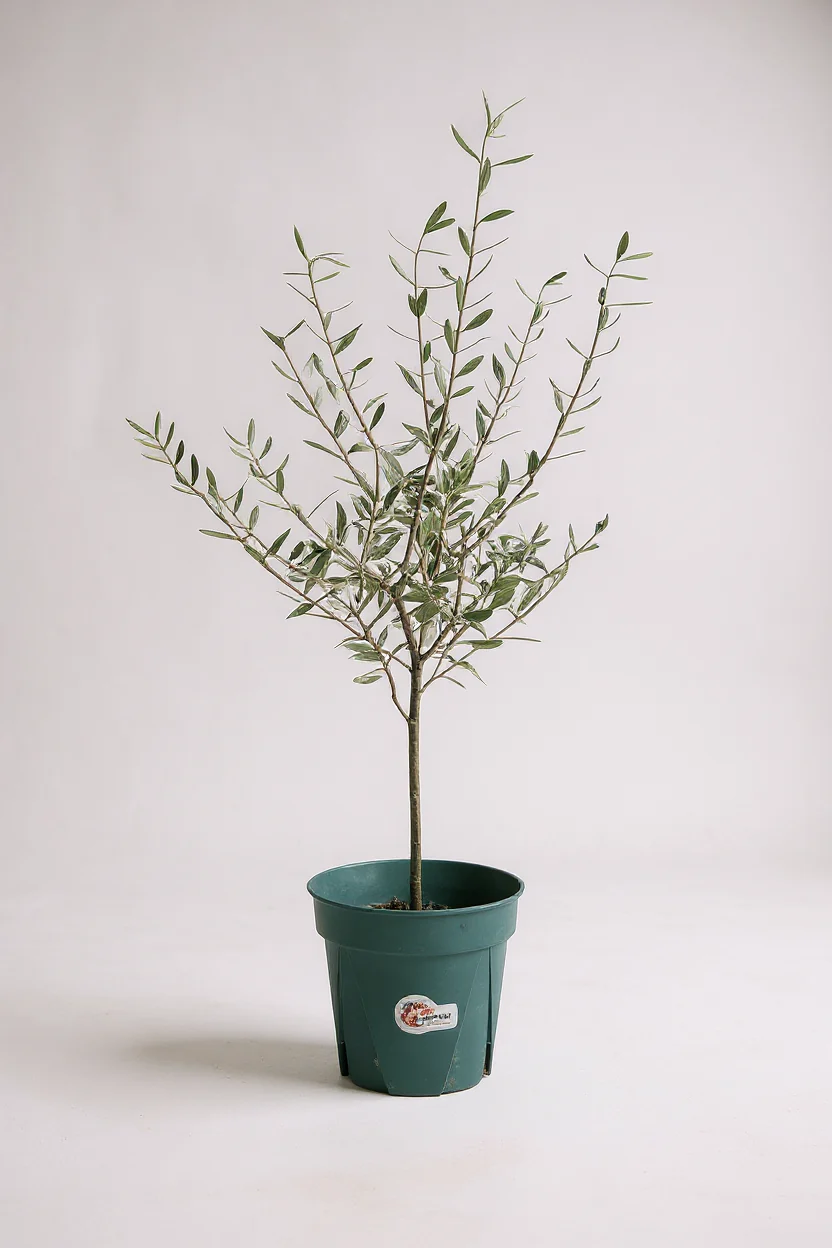 Olive Tree Junior - Japan - Image 4