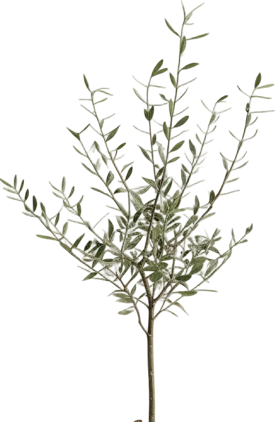 Olive Tree Junior - Japan - Image 5