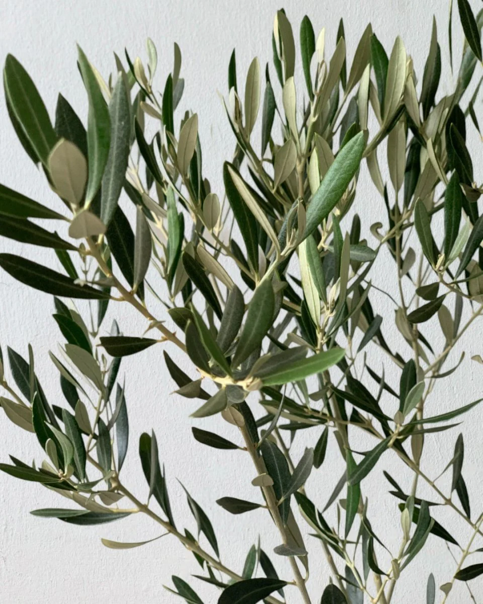 Olive Tree Standard - Japan - Image 3