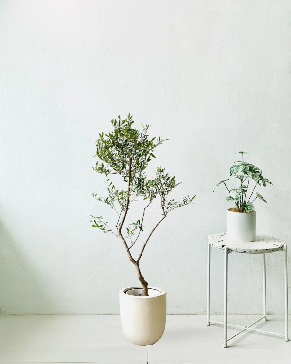 Olive Tree Tall - Japan - Image 10