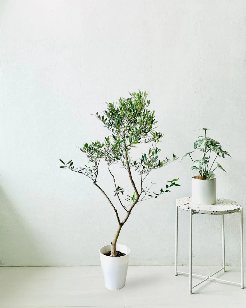 Olive Tree Tall - Japan - Image 11