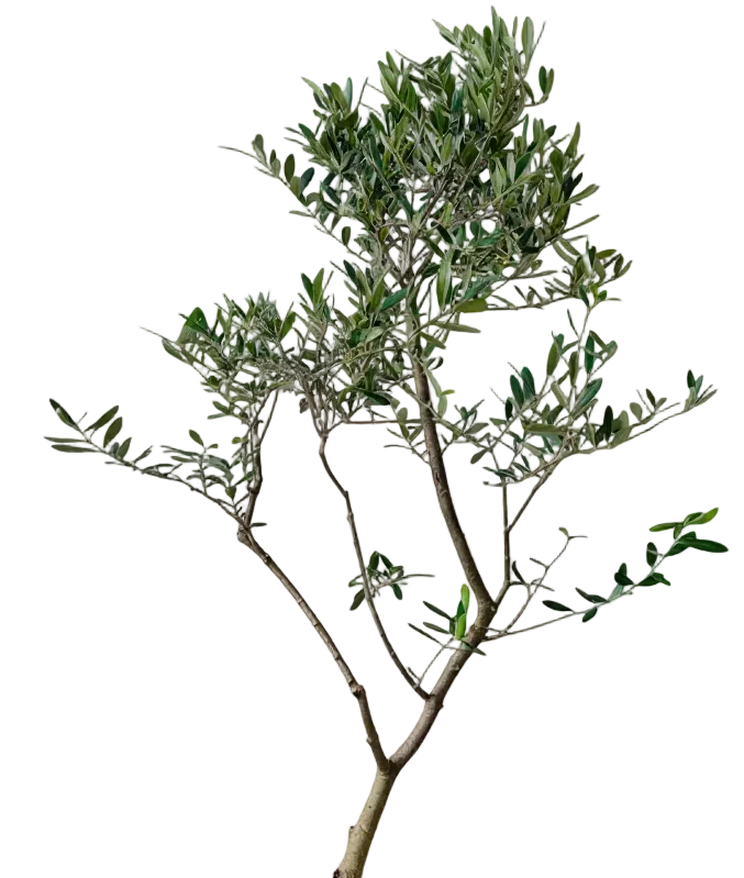 Olive Tree Tall - Japan - Image 12