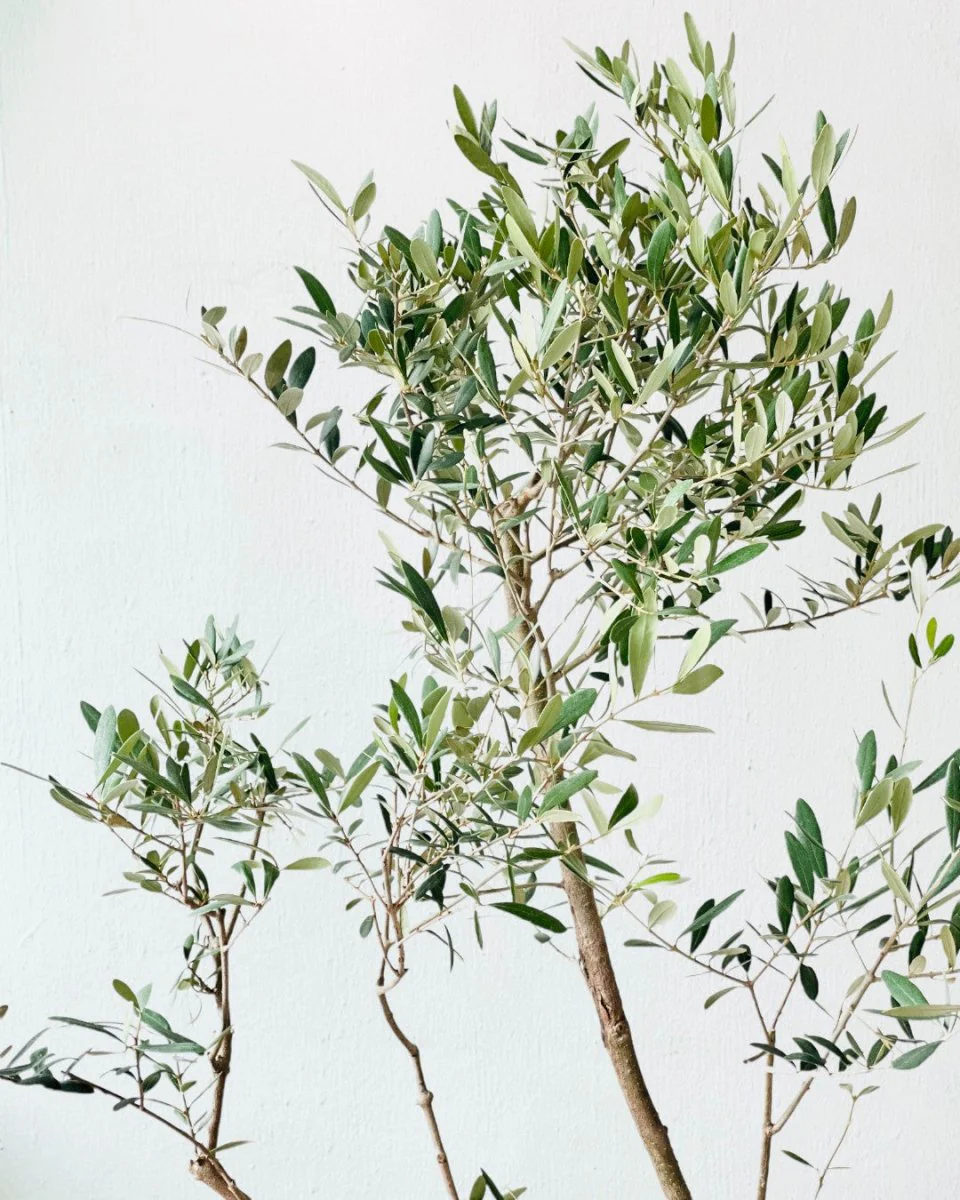 Olive Tree Tall - Japan - Image 6