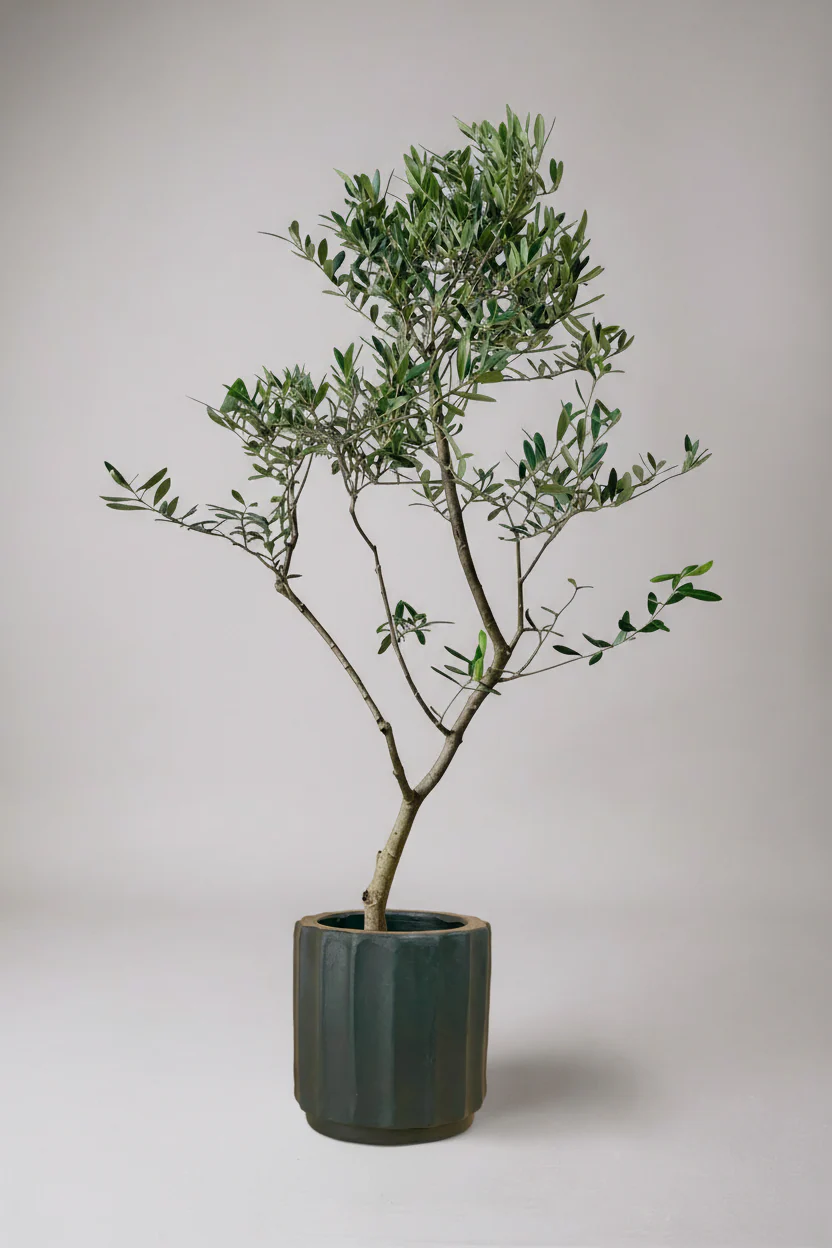 Olive Tree Tall - Japan - Image 7