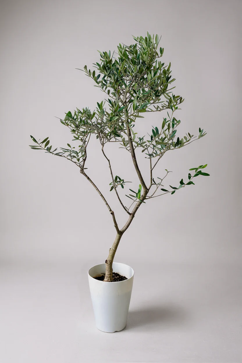 Olive Tree Tall - Japan - Image 8