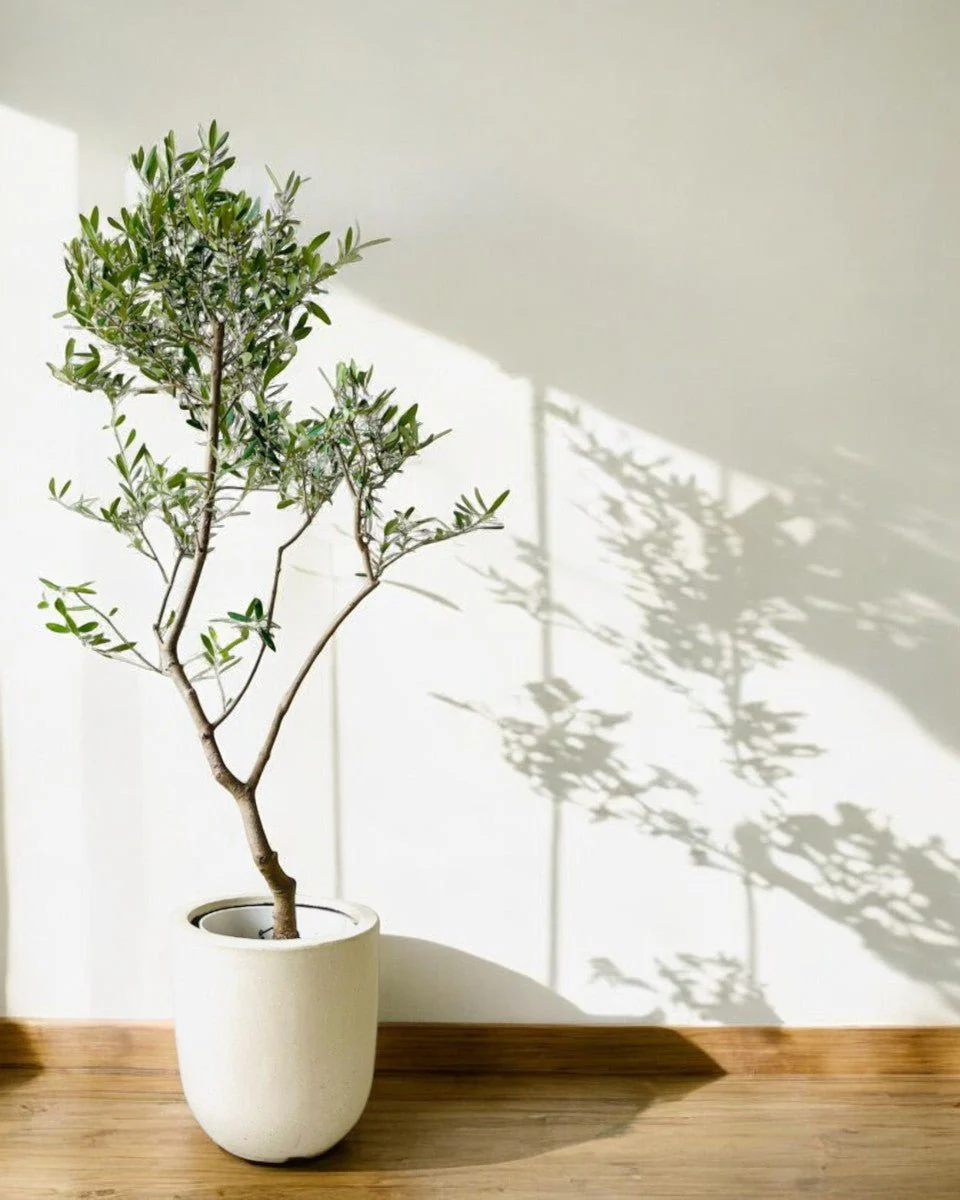 Olive Tree Tall - Japan - Image 9