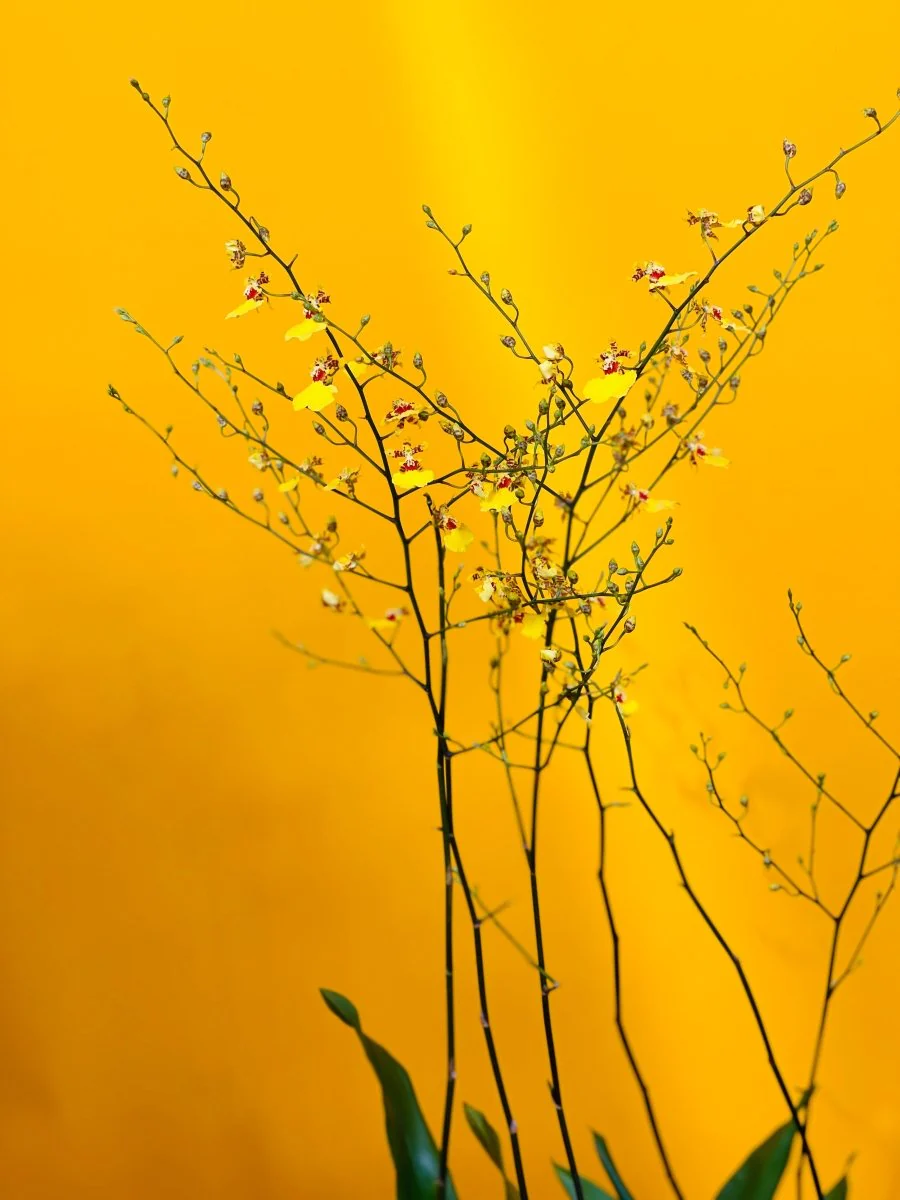 Oncidium Orchid Golden Ramsey - Image 3