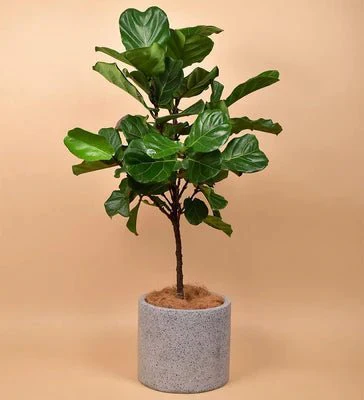 Onsite Repotting Service - Image 3