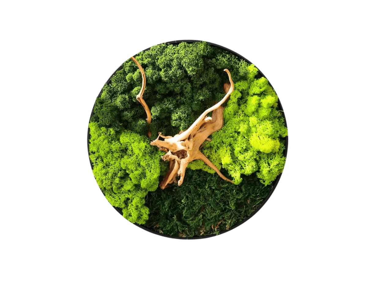 Orb Green - Preserved Plants: MOSS.