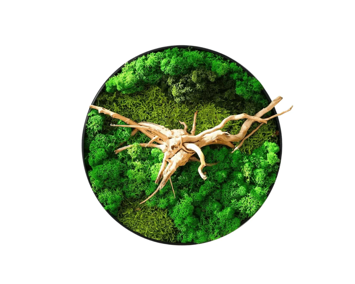Orb Green - Preserved Plants: MOSS. - Image 10