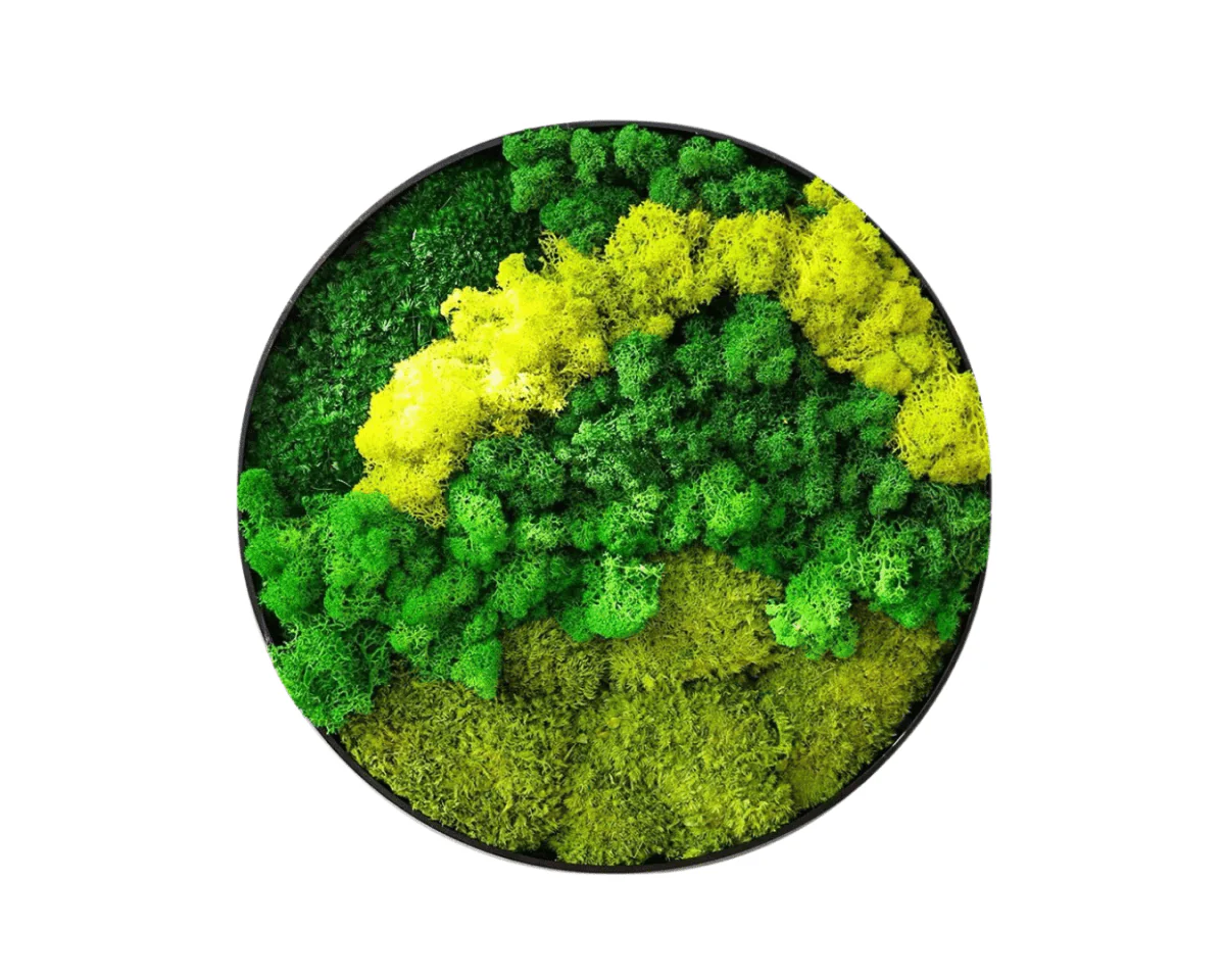 Orb Green - Preserved Plants: MOSS. - Image 11