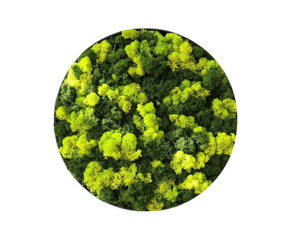Orb Green - Preserved Plants: MOSS. - Image 12