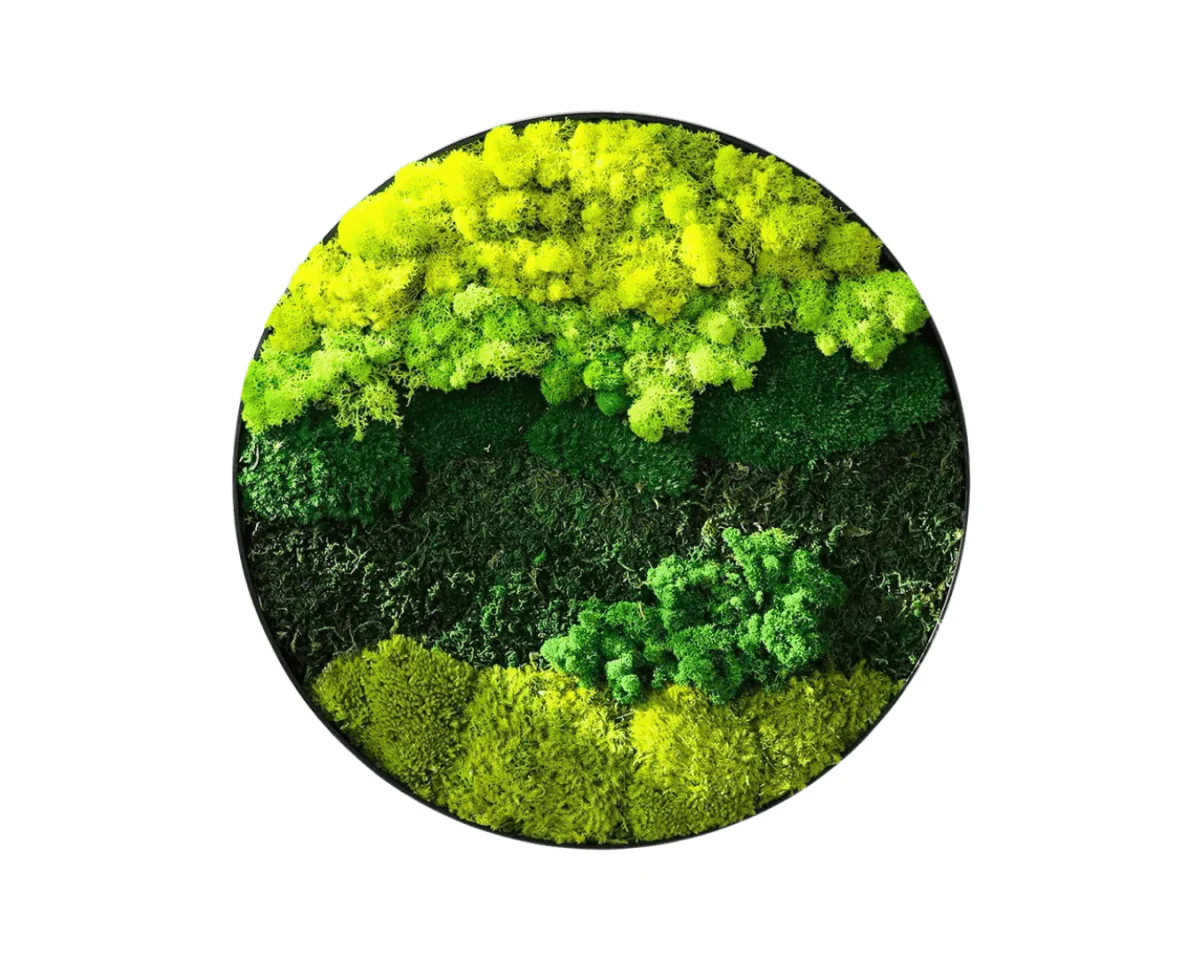 Orb Green - Preserved Plants: MOSS. - Image 14