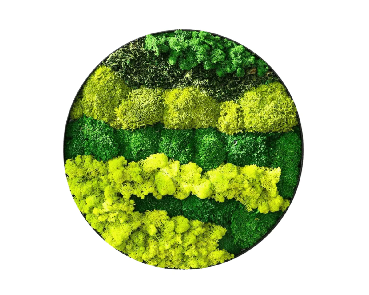 Orb Green - Preserved Plants: MOSS. - Image 15