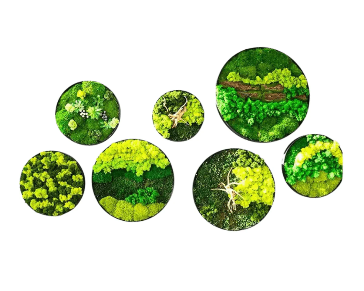 Orb Green - Preserved Plants: MOSS. - Image 7
