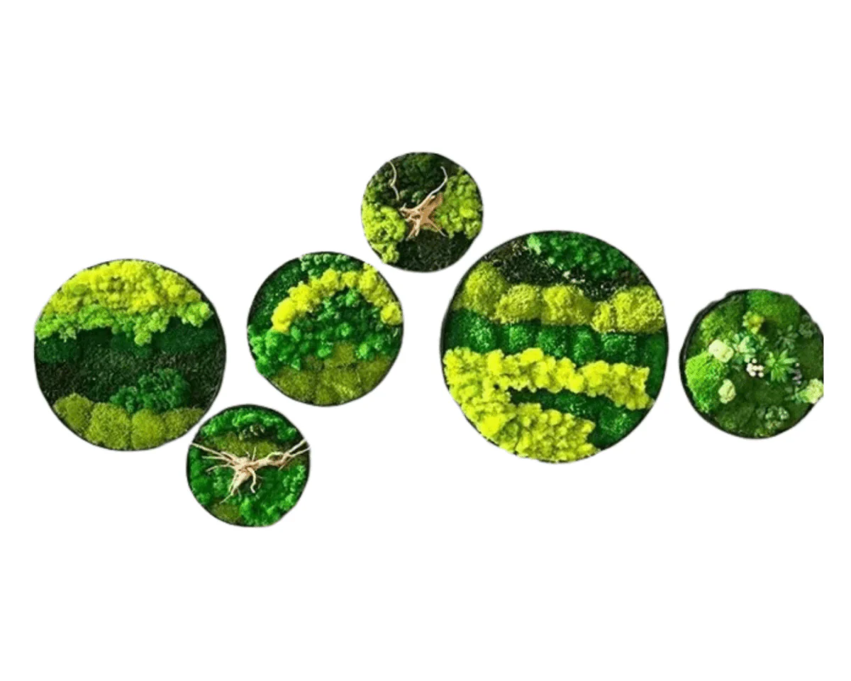 Orb Green - Preserved Plants: MOSS. - Image 8