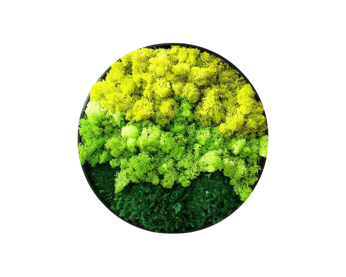 Orb Green - Preserved Plants: MOSS. - Image 9