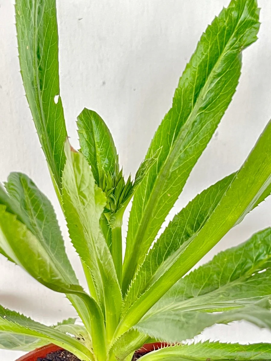 ORDER A GARDEN (Herbs) - Image 10