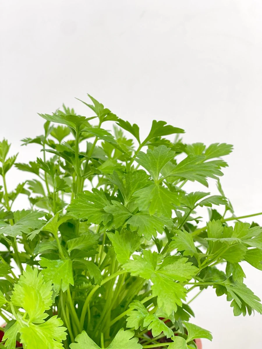 ORDER A GARDEN (Herbs) - Image 11