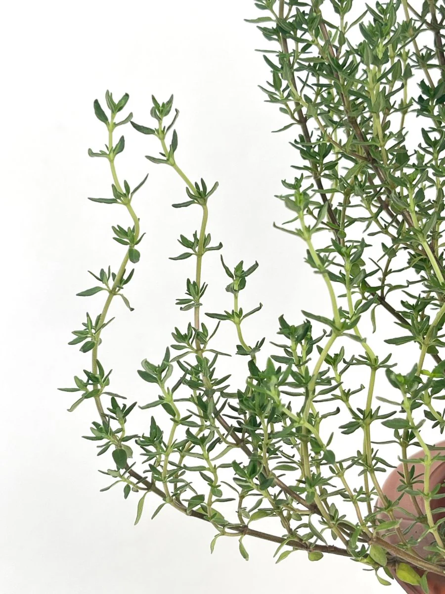ORDER A GARDEN (Herbs) - Image 12