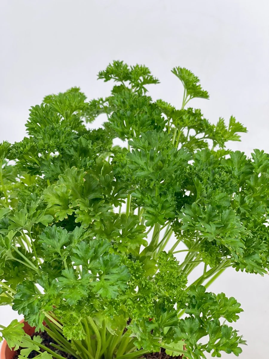 ORDER A GARDEN (Herbs) - Image 13