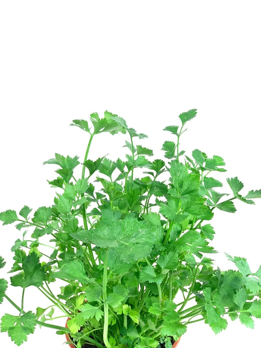 ORDER A GARDEN (Herbs) - Image 14