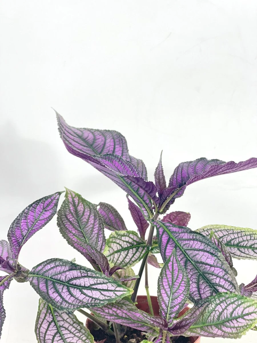 ORDER A GARDEN (Herbs) - Image 15