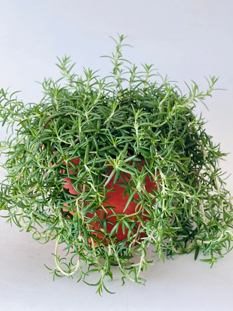ORDER A GARDEN (Herbs) - Image 17