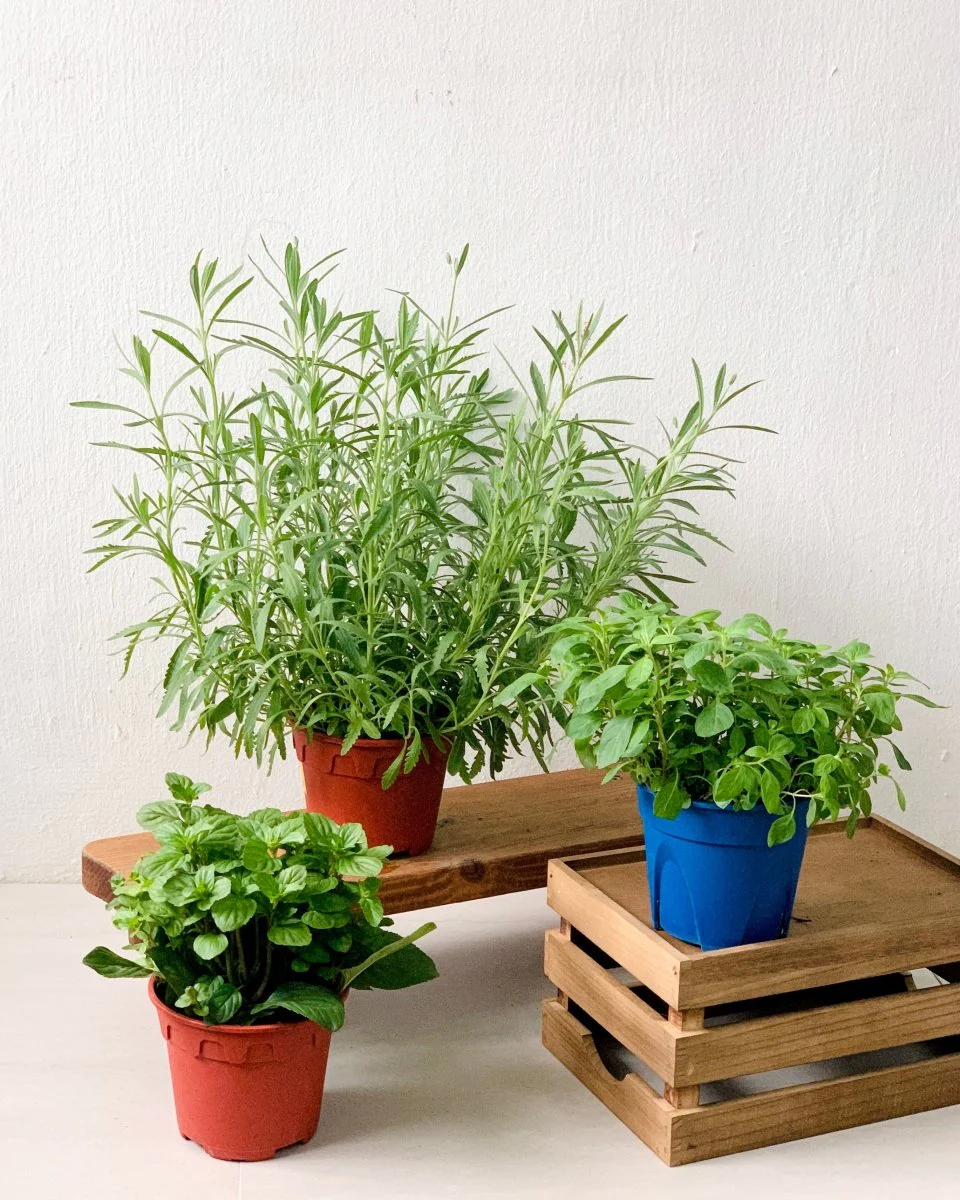 ORDER A GARDEN (Herbs) - Image 3