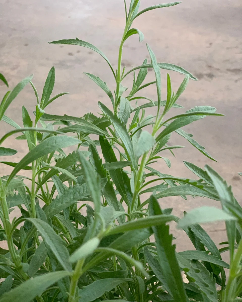 ORDER A GARDEN (Herbs) - Image 4