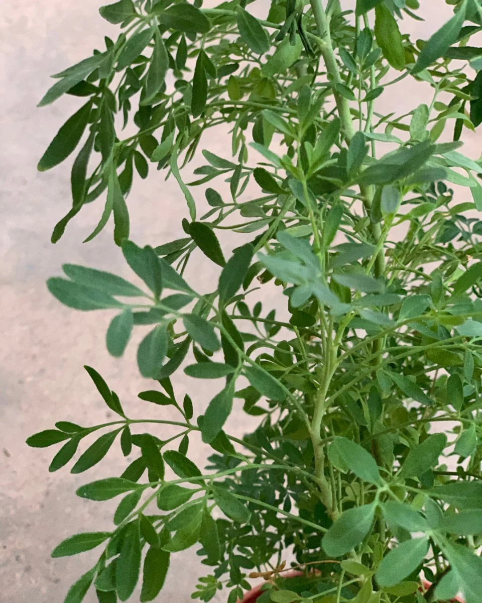 ORDER A GARDEN (Herbs) - Image 5