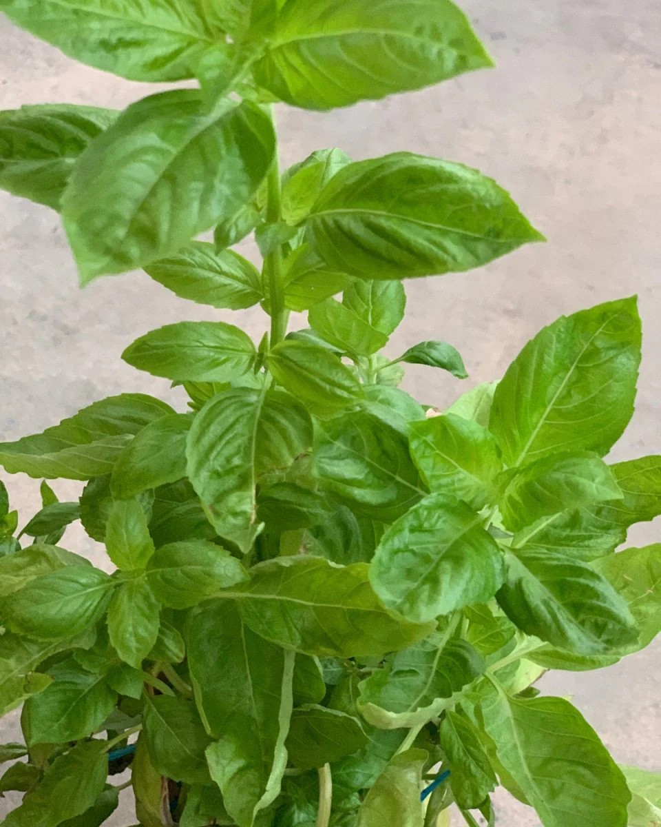 ORDER A GARDEN (Herbs) - Image 6