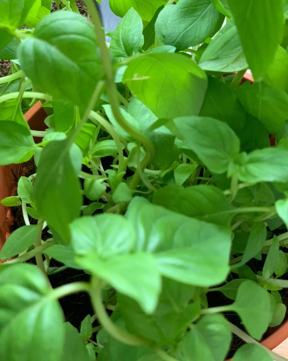 ORDER A GARDEN (Herbs) - Image 7