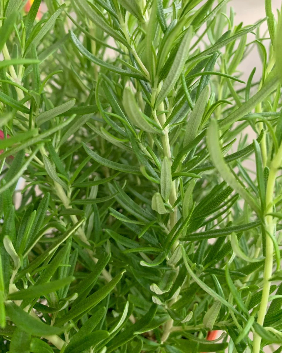 ORDER A GARDEN (Herbs) - Image 8