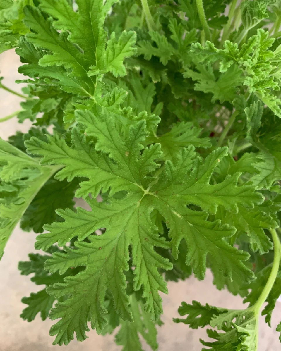 ORDER A GARDEN (Herbs) - Image 9