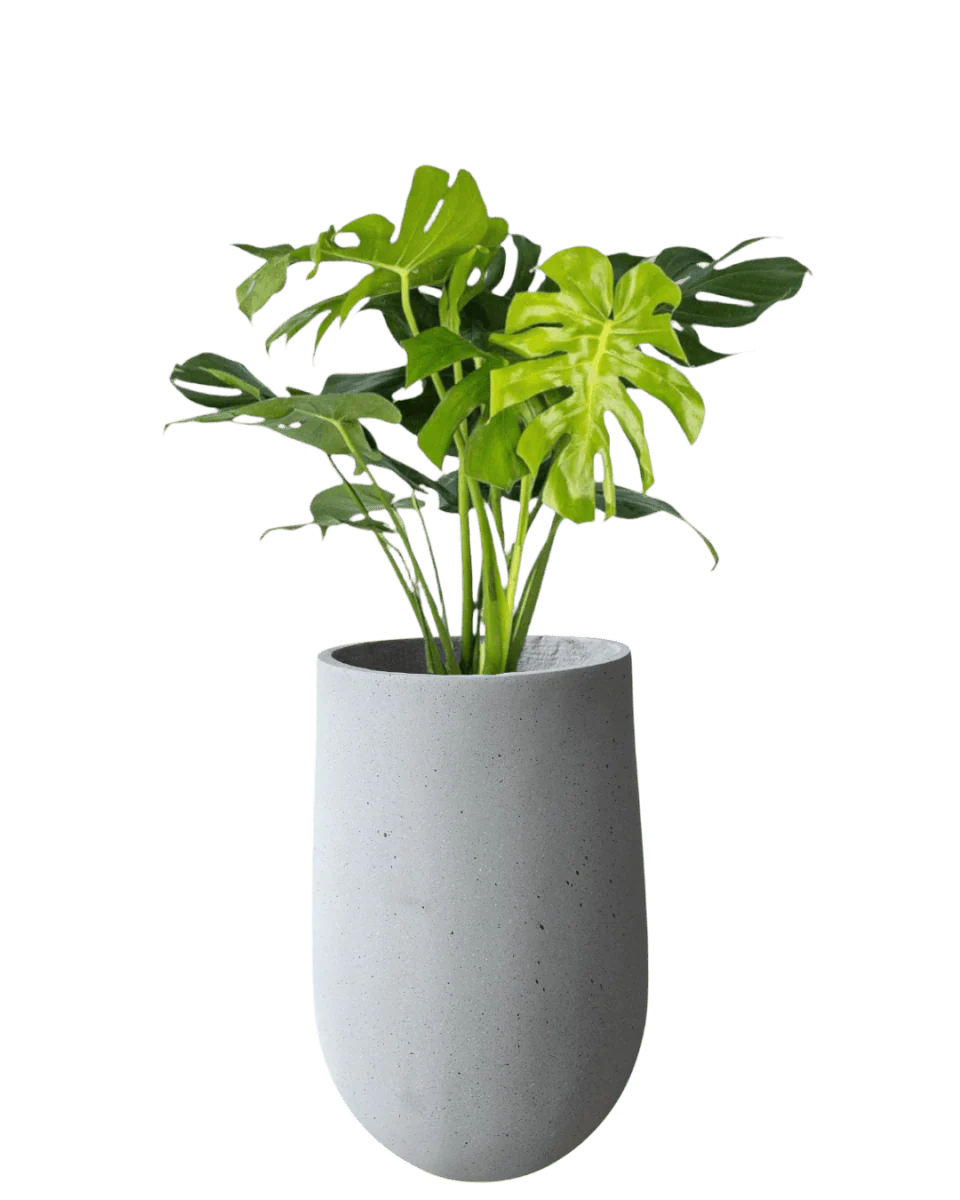Ovalo Planter L - Image 3